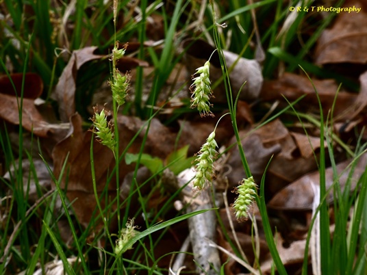 {Carex cherokeensis}